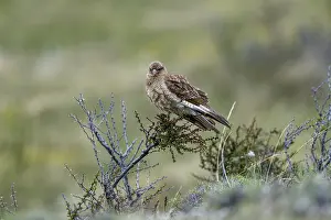 Prints of Chimango caracara (Daptrius chimango), sitting on a thorny shrub, Torres del Paine National Park, Patagonia, Chile Chimango Caracara Prints: Chimango Caracara Print, Torres del Paine National Park