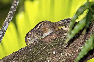 Northern Palm Squirrel Prints: A chipmunk crawls on a tree trunk in a tropical environment