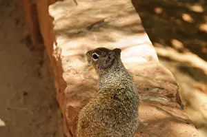 Prints of A chipmunk sits on a wall surrounded by light and shadow, Zion Canyon, Canyon Junction Bridge, Zion National Park, Utah, USA Chipmunk Prints: A Chipmunk on Zion Canyon Bridge Print, Utah, USA