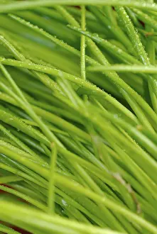 Medicinal Plant Benefits Prints: Chives
