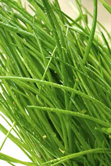 Green Food Photography Prints: Chives