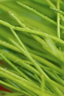 Medicinal Plant Benefits Prints: Chives