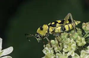 Natural Environment Prints: Chlorophorus varius, variable ram ram