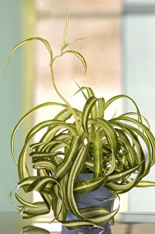 Potted Houseplants Prints: Chlorophytum