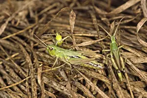 Meadow Grasshopper Prints: Chortippus parallelus, common grasshopper