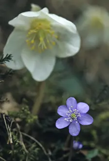 Prints of Christmas rose, common hepatica, buttercup family, helleborus niger, hepatica nobilis, liverwort, pennywort, ranunculaceae, black hellebore, Slovenia, Triglav national park, black hellebore, flora Related Prints: Helleborus niger Print in Triglav National Park, Slovenia