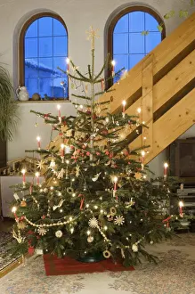 Christmas Tree Studio Shot Prints: Christmas tree