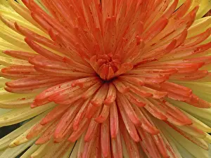 Garden Flower Prints: Chrysanthemum