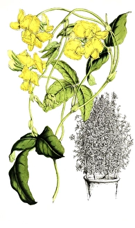 Historic Plant Depiction Prints: Chrysoscias floribunda, wreath loop