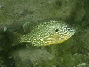 Related Prints: Colourful Pumpkinseed Sunfish Print