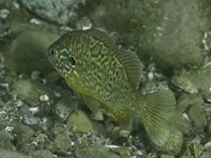 Related Prints: Colourful Pumpkinseed Sunfish Print