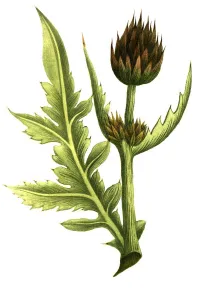 Historical Plant Depiction Prints: Cinara minor aculeata, Strobeldorn