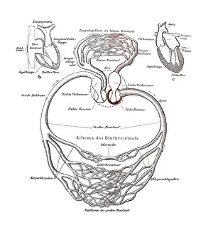 Human Body Anatomy Illustration Prints: Circulatory system, anatomical illustration