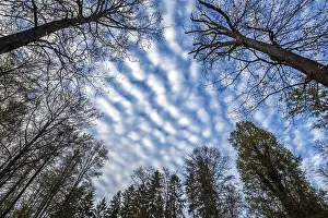 Nature Park Germany Prints: Cirrocumuli (Cirrocumulus) over treetops