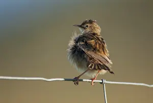 Prints of Cist-singer, cisticola juncidis, fan-tailed warbler, cist-singer, zitting cisticola, birds, extremadura, plumage care, passeri, preening, songbirds, Spain, birds Cisticola Prints: Cisticola Juncidis Print - Extremadura, Spain
