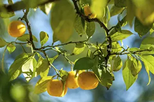 Citrus Fruit Prints: Citrus fruit