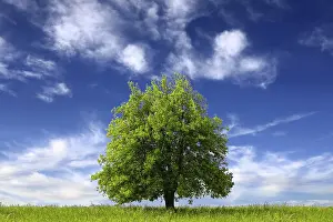 Oak Tree Landscape Prints: Clean and Beautiful Environment