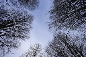 Bavarian Forest National Park Scenery Prints: Clear sky visible through a network of branches