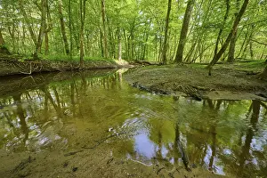German Countryside Landscape Prints: A clear stream flows through the Au Forest