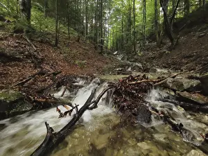 Low Mountain Range Scenery Prints: Clear stream flows through a green forest
