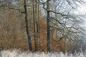 Oak Trees In Autumn Prints: Clearing with oak trees (Quercus)