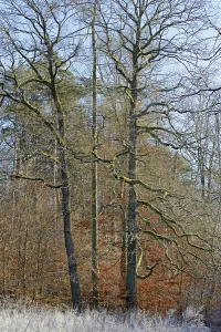 Autumn Leaves In Germany Prints: Clearing with oak trees (Quercus)