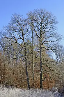 Blue Sky Autumn Leaves Prints: Clearing with oak trees (Quercus)