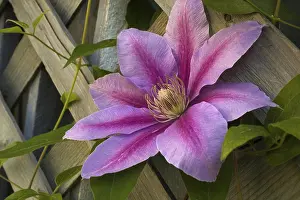 Ranunculaceae Species Prints: Clematis