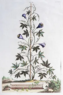 Historic Plant Depiction Prints: Clematis (Clematis), Hand coloured copper engraving by Abraham Munting from Naauwkeurige Beschryving der Aardgewassen