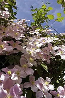 Pink Blossom Plant Prints: Clematis (Clematis)