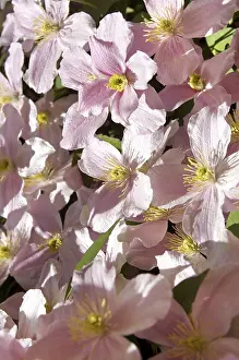 Climbing Plant Images Prints: Clematis (Clematis)