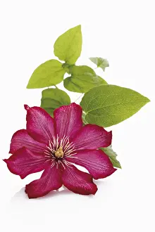 Still Life Studio Photography Prints: Clematis (Clematis)