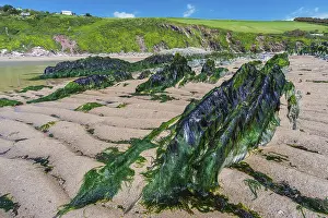 England Coastal Scenes Prints: Cliffs and rocks by the Bantham Beach