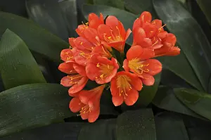 Deserted Stuttgart Prints: Clivia, also known as strap leaf