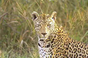 Feliformia Predator Animal Prints: Close up of an African Leopard