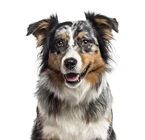 Pedigree Dog Studio Shot Prints: Close up of an Australian Shepherd looking at the camera