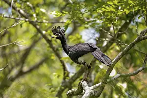 Prints of Close up of a Bare-faced Curassow perched in a tree, Pantanal Wetlands, Mato Grosso, Brazil Cracidae Prints: Bare-faced Curassow Print, Pantanal Wetlands, Brazil