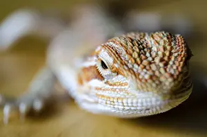 Copy Space For Text Photos Prints: Close up of bearded dragon with customizable space for text