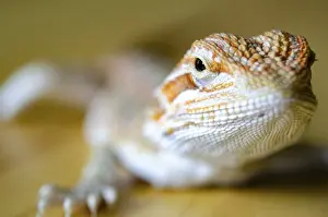 Natural Environment Photo Prints: Close up of bearded dragon with customizable space for text