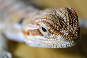 Wildlife Photography Concept Prints: Close up of bearded dragon with customizable space for text