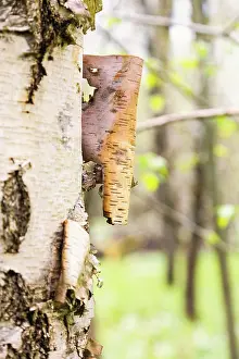 Deciduous Forest Scenery Prints: Close up at Birch tree bark on a tree trunk in a deciduous forest at springtime