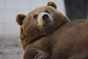 Brown Bears In The Wild Prints: A close up of a brown bear lying down
