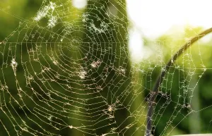 Spider Web Macro Prints: Close up of cobweb, cobweb with unfocused background
