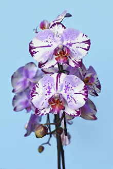 Blue Background Flowers Prints: Close up of two colored purple