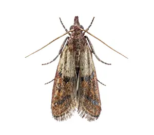 Studio Shot Details Prints: Close up of common clothes moth