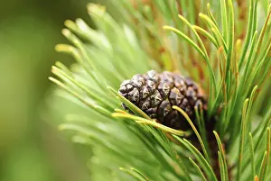 Agricultural Landscape Photo Prints: Close up cone on pine, shallow deep of field