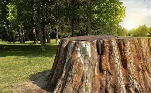 Agricultural Field View Prints: Close up of a cut tree trunk, concept of a stripped tree