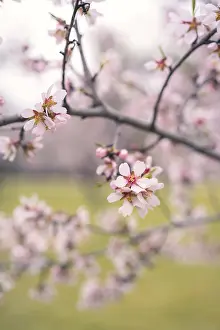 Fruit Tree Branches Prints: Close up of delicate cherry blossoms on branches