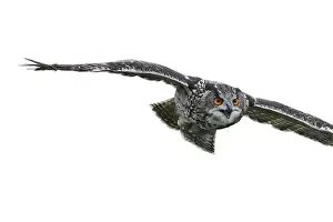 Bird Of Prey Studio Shot Prints: Close up of Eurasian eagle-owl (Bubo bubo)