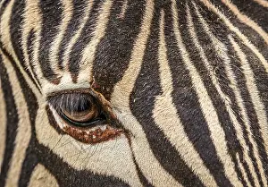 Zebra Portrait Photography Prints: Close up of the eye of zebra
